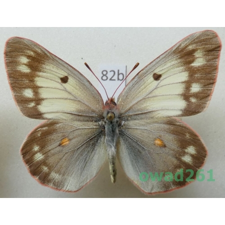 Colias hyperborea puella Churkin & Grieshuber, 2001 female Russia82b